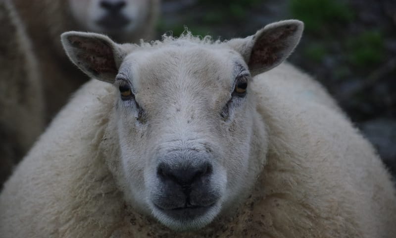 Schaap