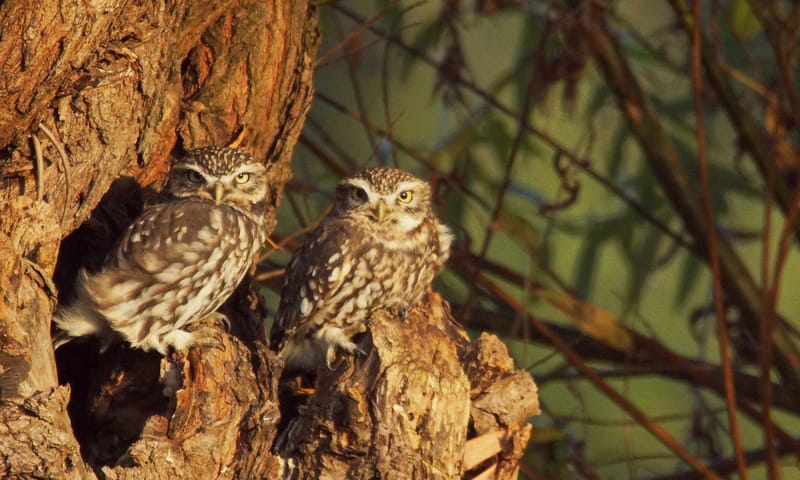Twee Steenuiltjes in herfst kleuren