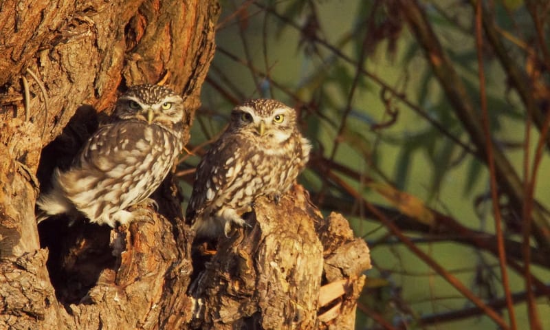 Twee Steenuiltjes in herfst kleuren
