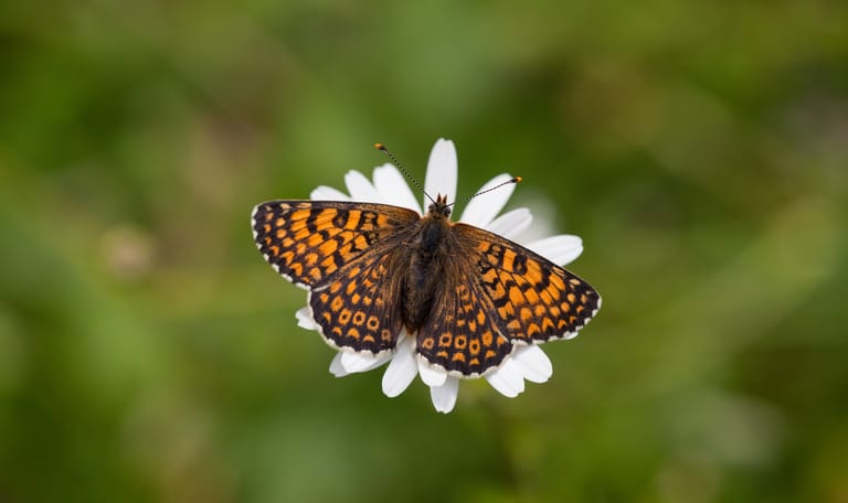 Op zoek naar bloemen en vlinders op de berg