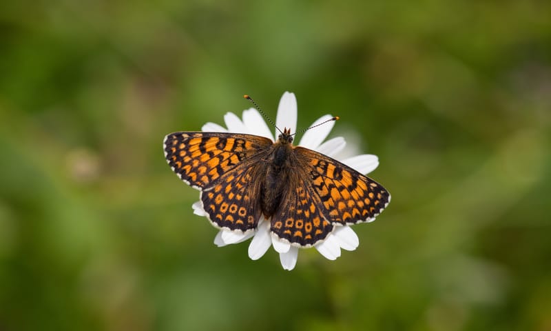 Op zoek naar bloemen en vlinders op de berg