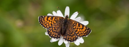 Op zoek naar bloemen en vlinders op de berg