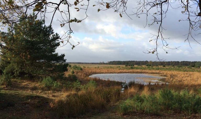 Wandelroute Twee Landen pad, vogelroute bij Bergeijk