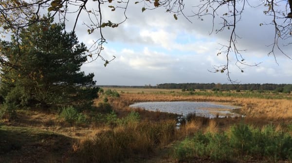 Wandelroute Twee Landen pad, vogelroute bij Bergeijk