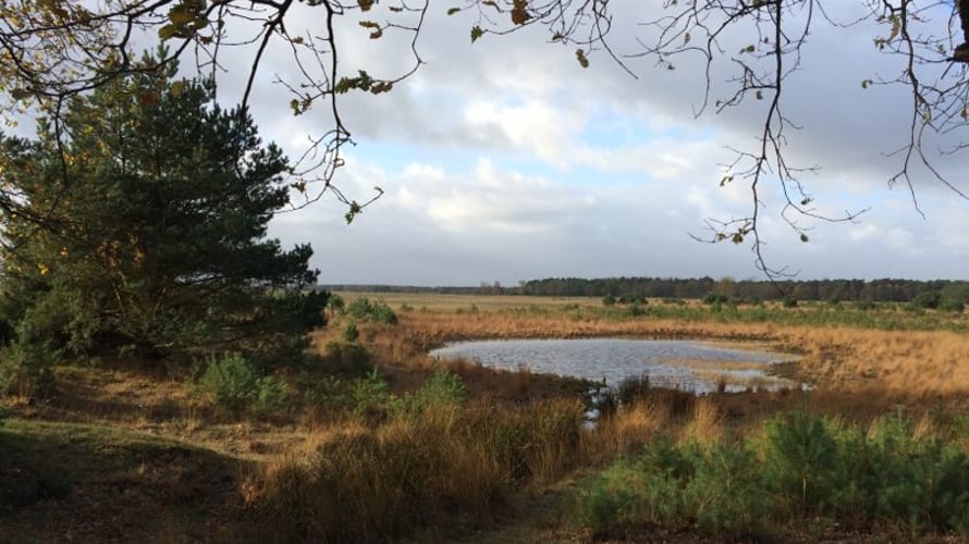 Wandelroute Twee Landen pad, vogelroute bij Bergeijk