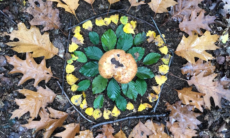 Creatief in de natuur