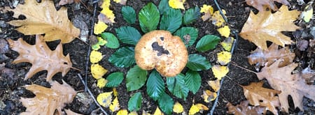 Creatief in de natuur