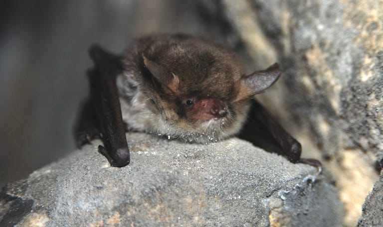 vleermuis