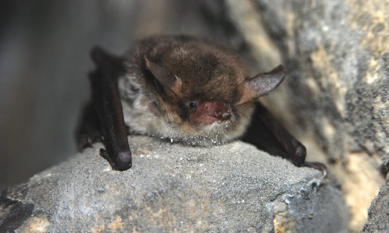 vleermuis