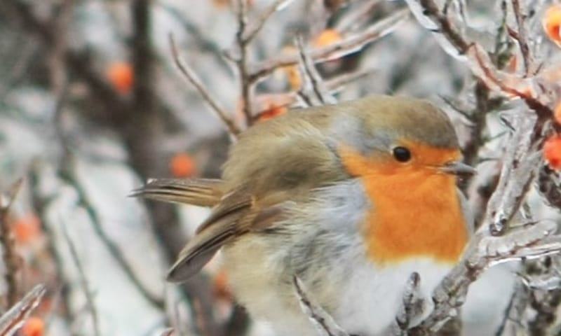 Vogelconcert