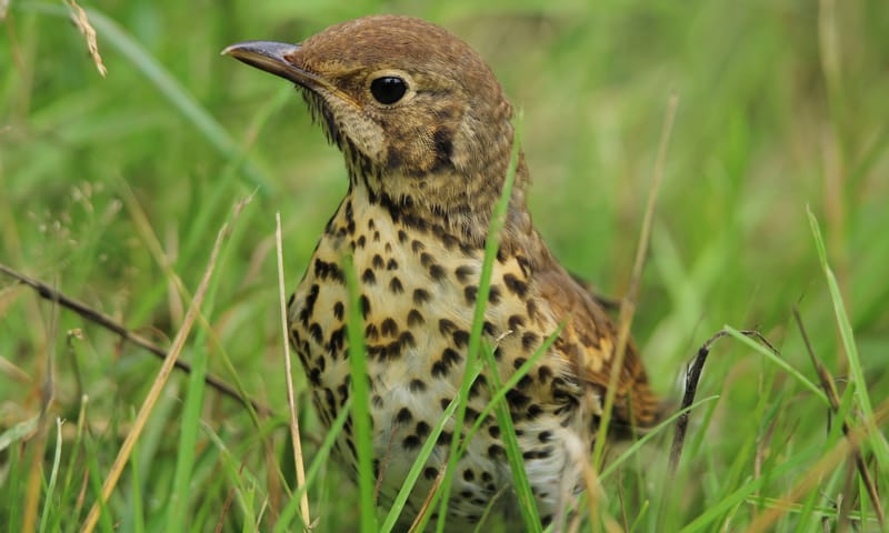 zanglijster in het gras