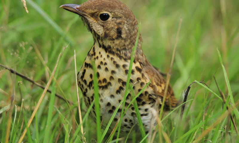 zanglijster in het gras
