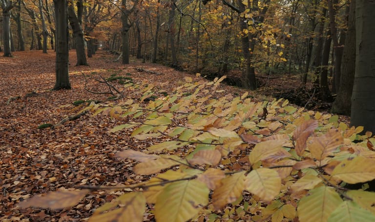 De oude beuken in het Lycklamabos, Gaasterland