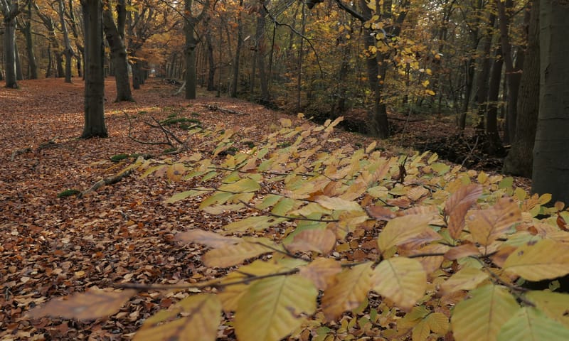 De oude beuken in het Lycklamabos, Gaasterland