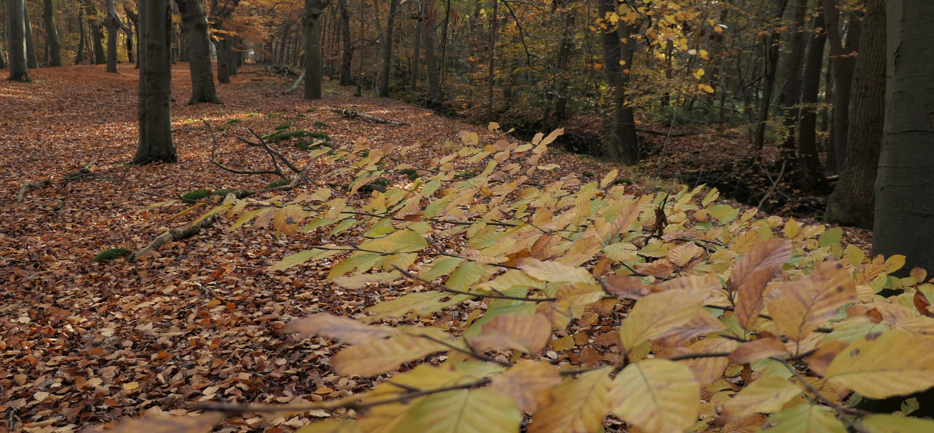 De oude beuken in het Lycklamabos, Gaasterland
