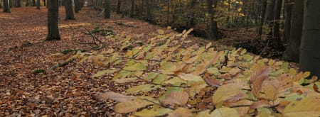 De oude beuken in het Lycklamabos, Gaasterland