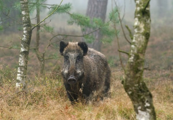 Zwijnen en hooglanders Zwijnen en hooglanders