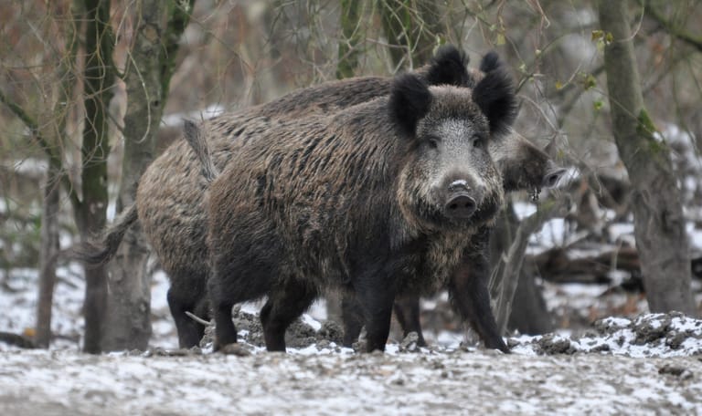 Winterse wandeling met snert - Veluwe