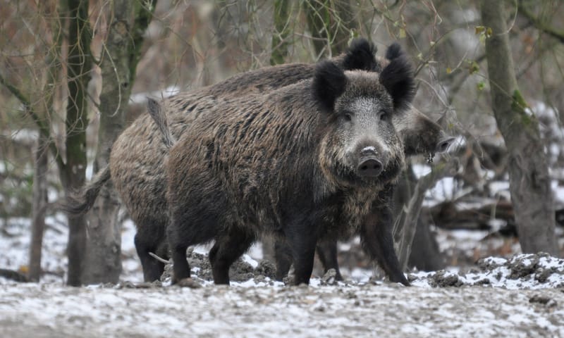 Winterse wandeling met snert - Veluwe