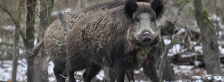 Winterse wandeling met snert - Veluwe