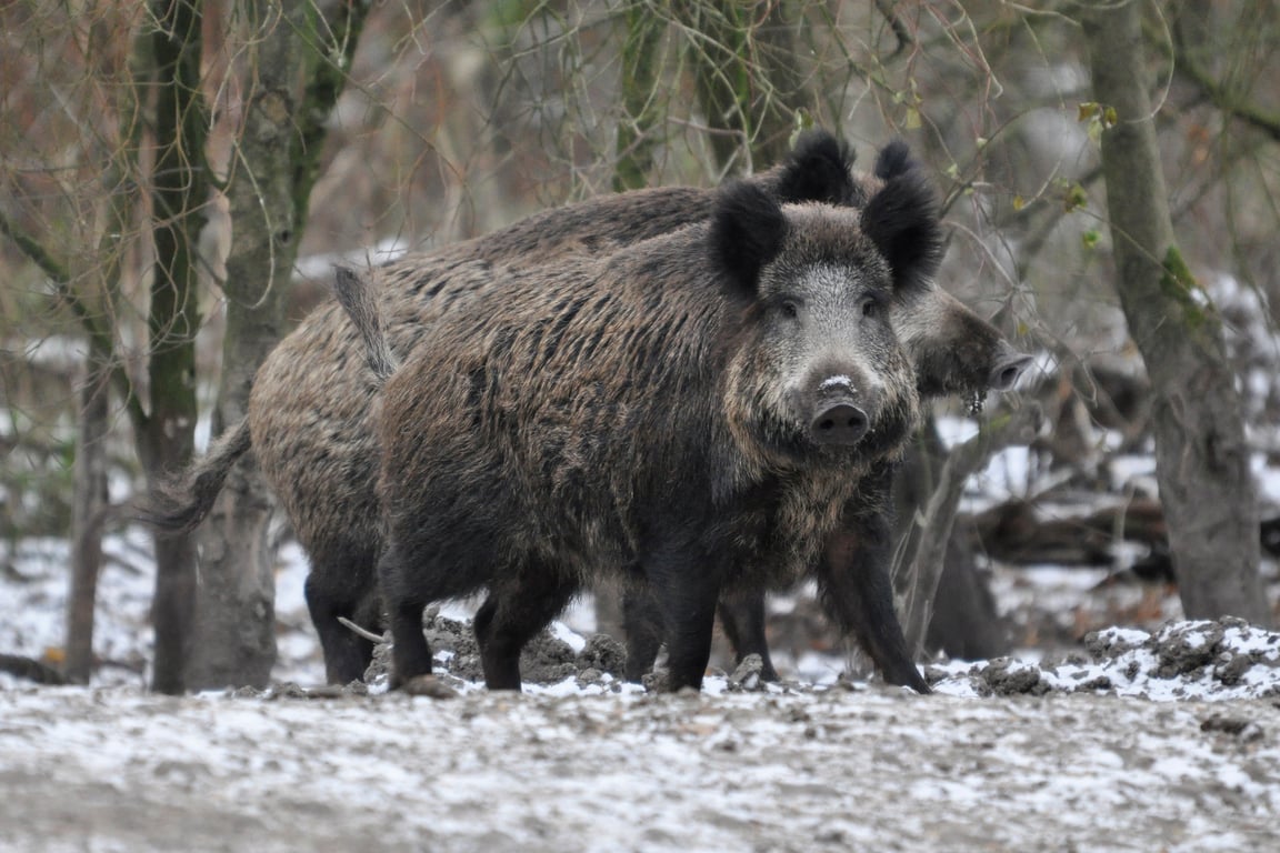 Winterse wandeling Leuvenumse Bossen