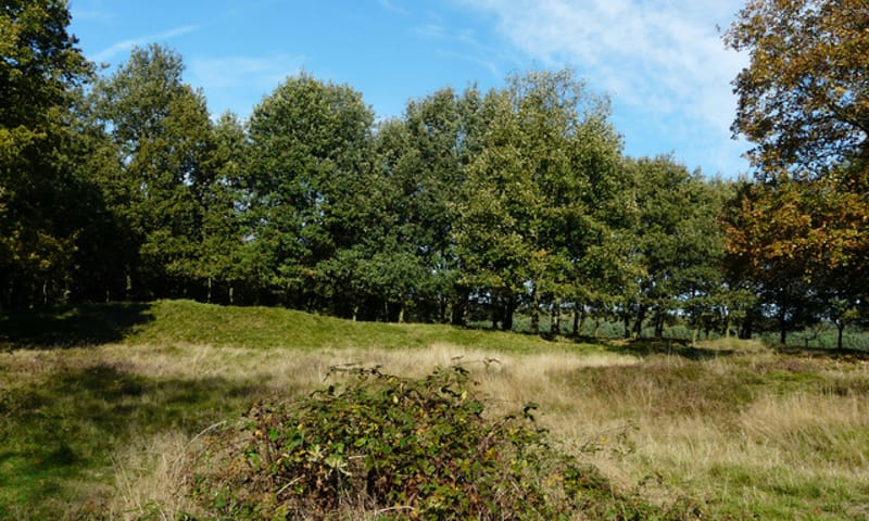 Zomereiken in Wolfheze