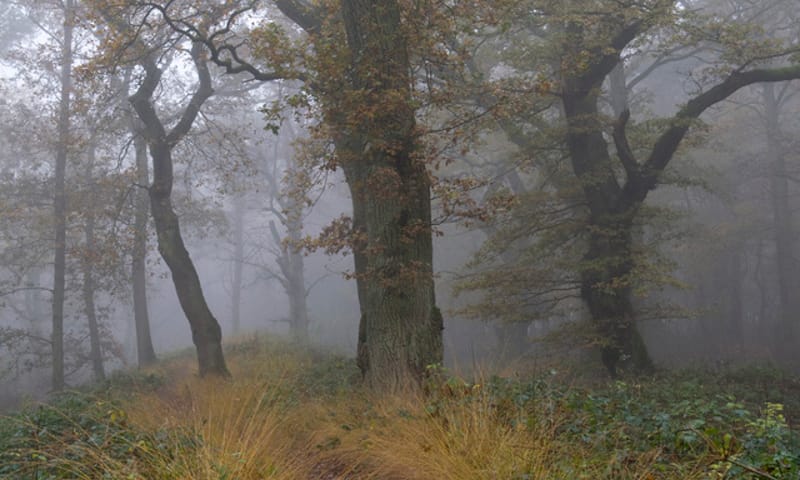 Zomereik in Wolfheze
