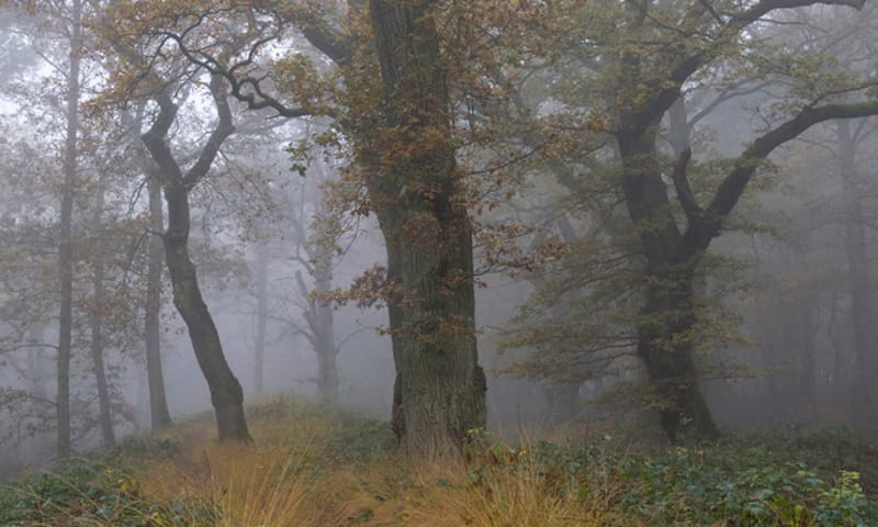 Zomereik in Wolfheze