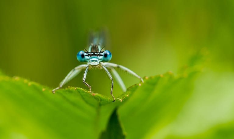 Blauwe breedscheenjuffer gemaakt in de Stippelberg