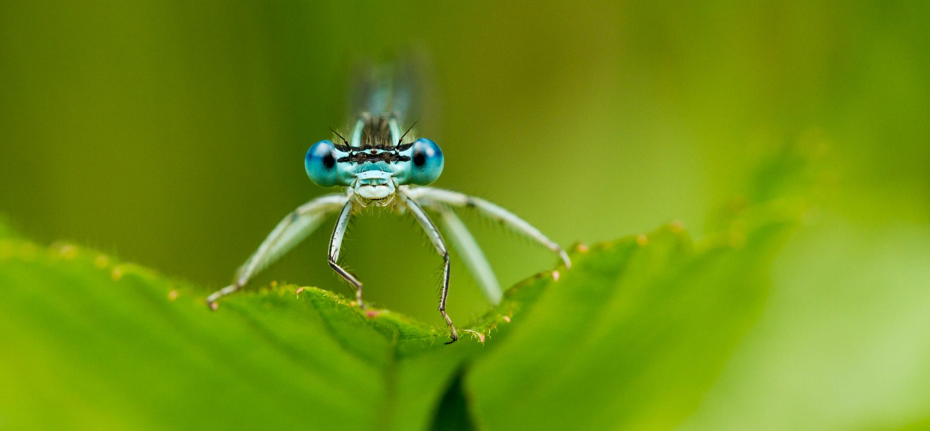 Blauwe breedscheenjuffer gemaakt in de Stippelberg