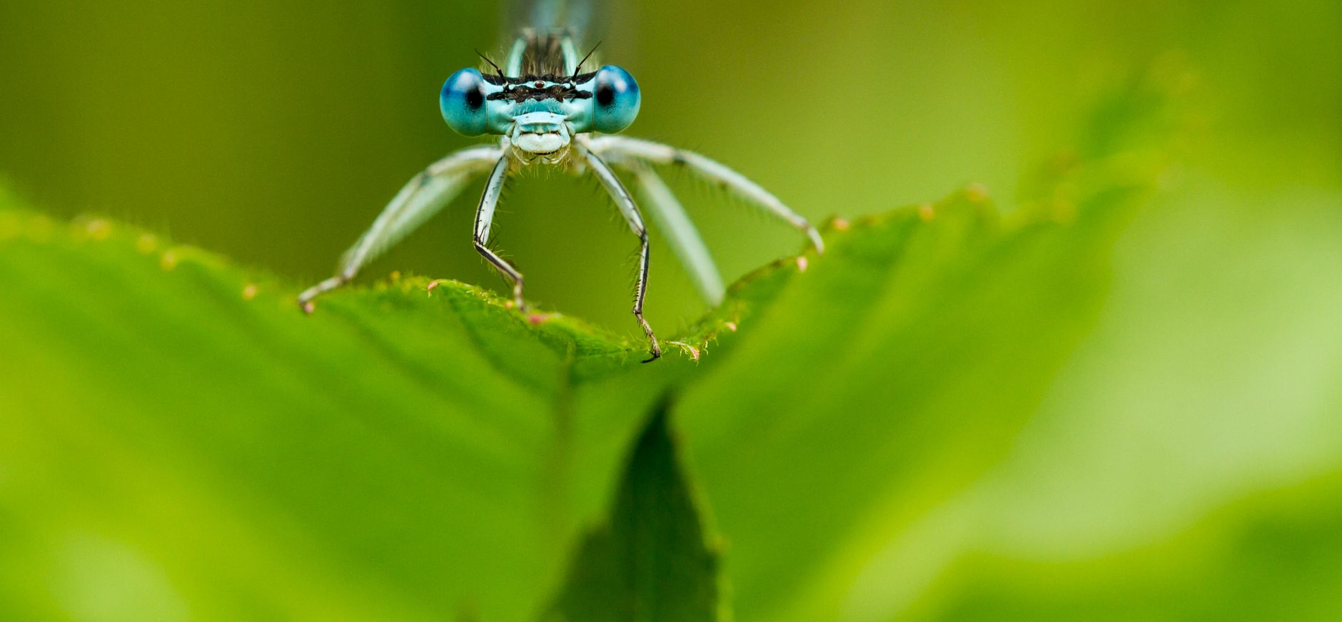 Blauwe breedscheenjuffer gemaakt in de Stippelberg