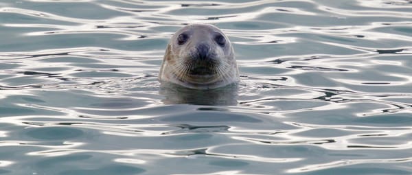 Grijze zeehond 