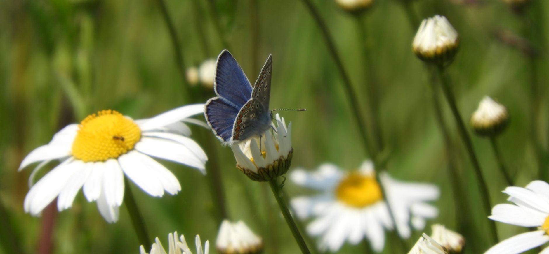 Icarus blauwtje