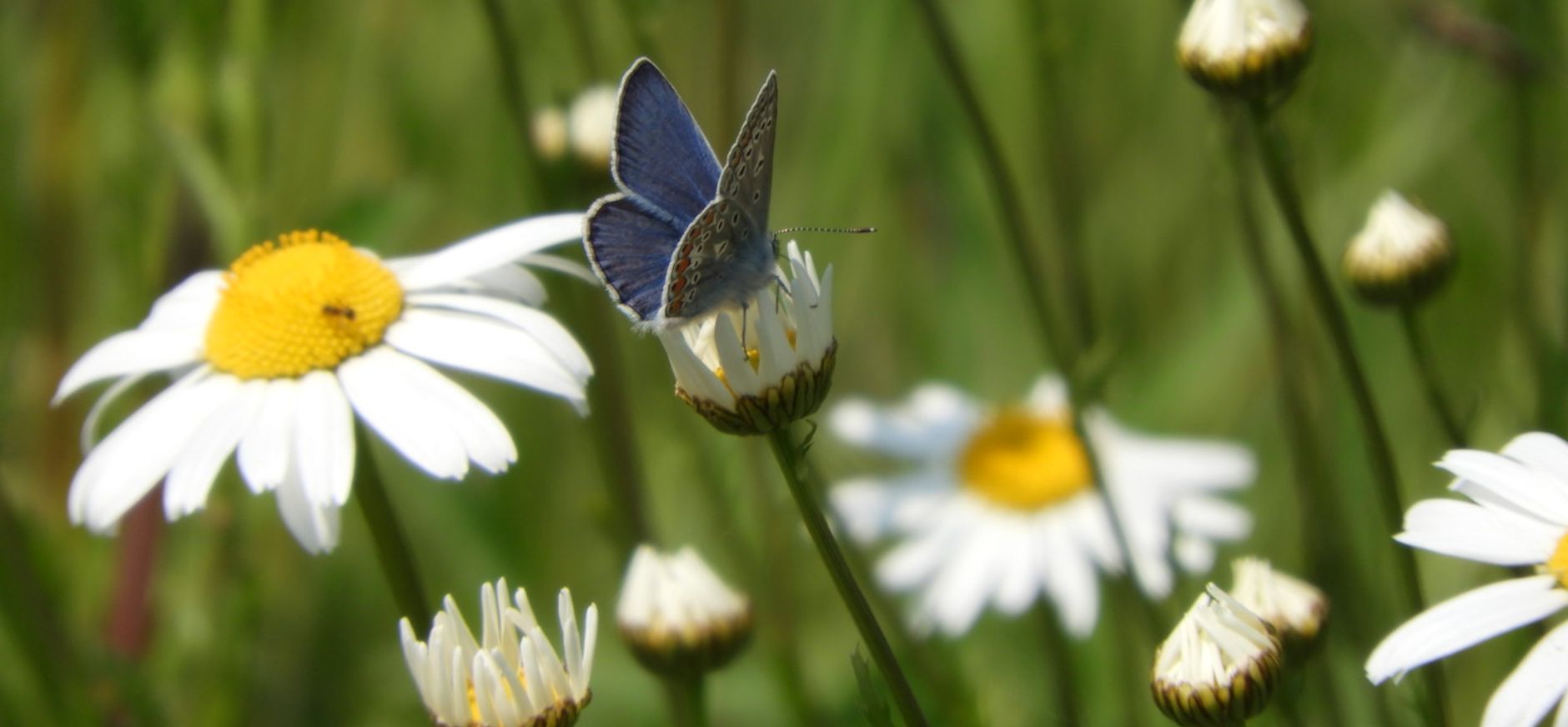 Icarus blauwtje