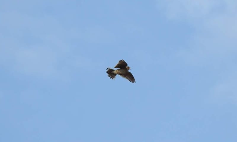 Veldleeuwerik in baltsvlucht