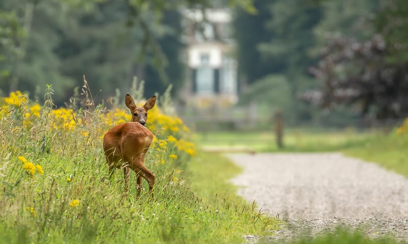 Reegeit op Boekesteyn