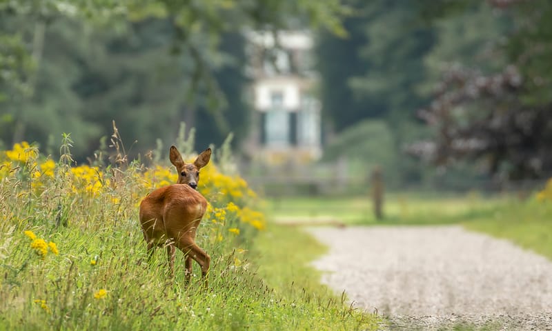 Reegeit op Boekesteyn