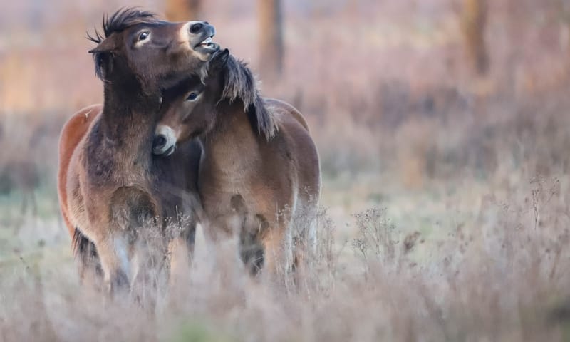Exmoor Love