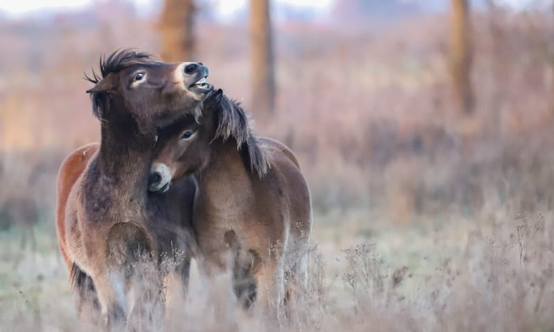 Exmoor Love