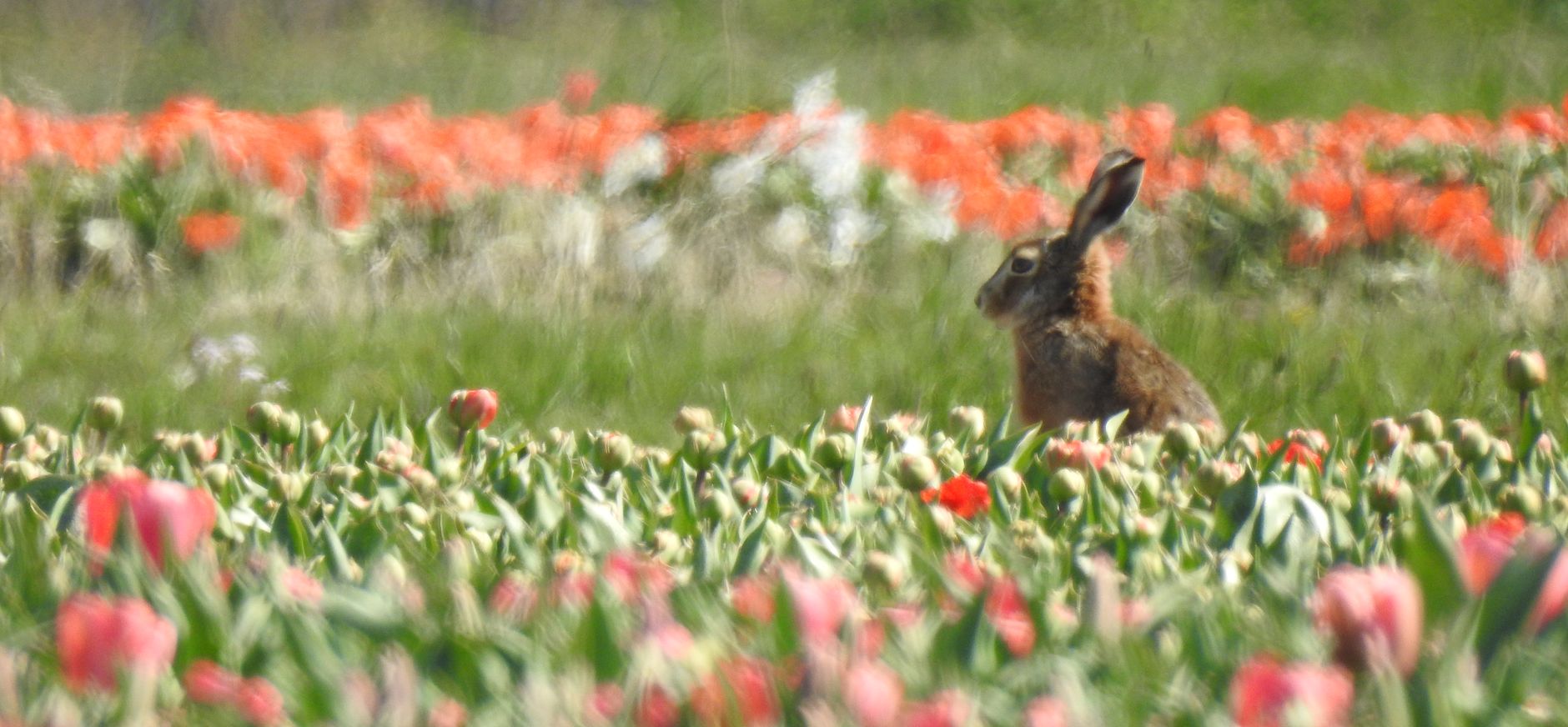 haas in bollenvelden