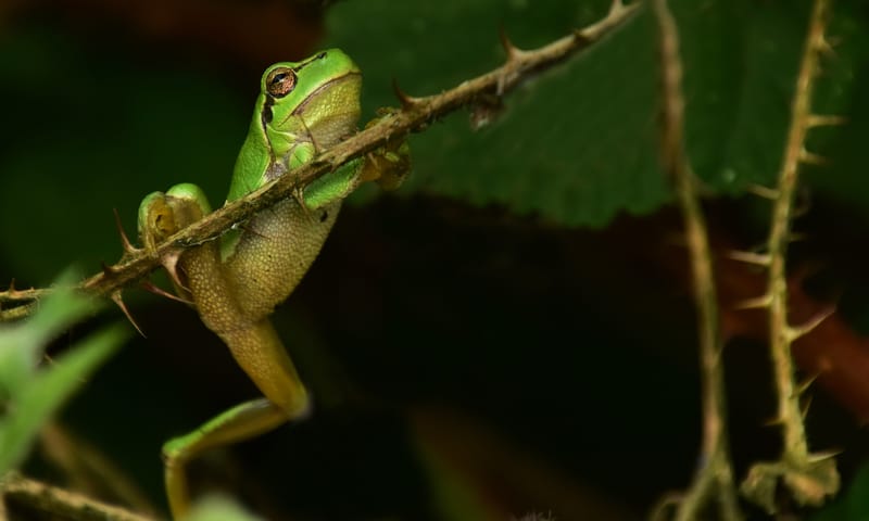 Klimmende boomkikker