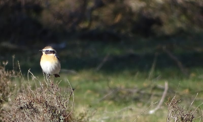 Paapje in het veen