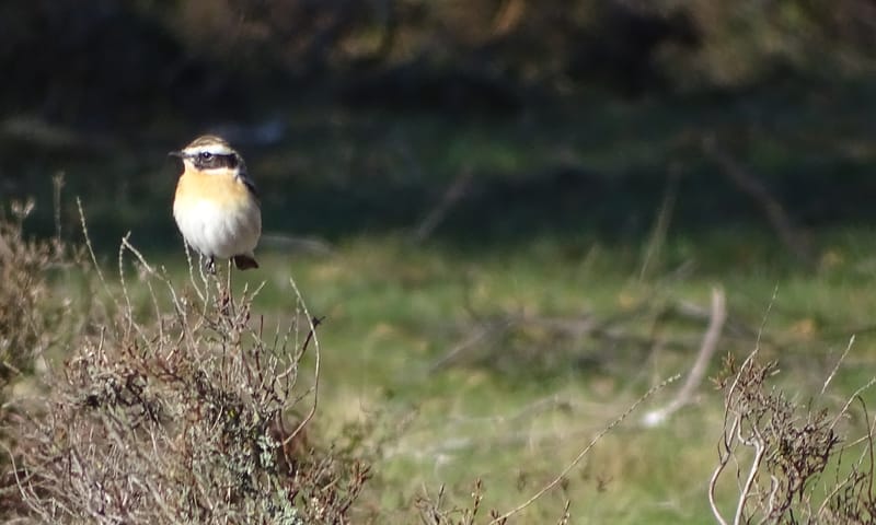 Paapje in het veen