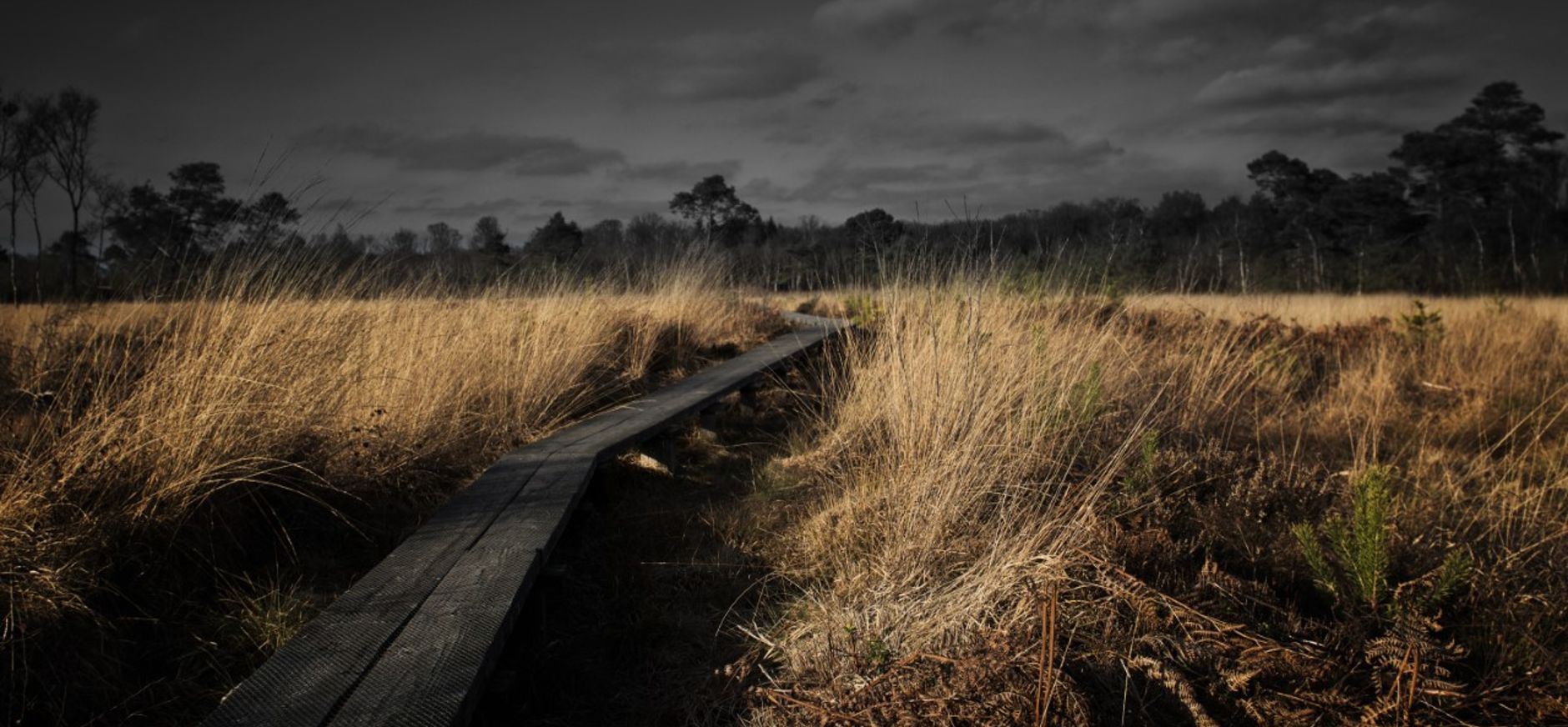 Het wooldse veen in winterswijk 
