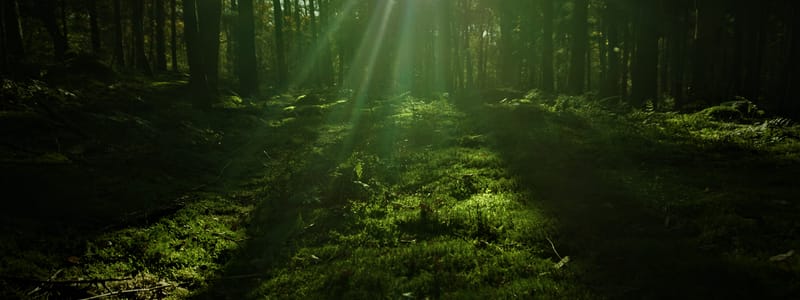 mystiek in het Noordlaarderbos