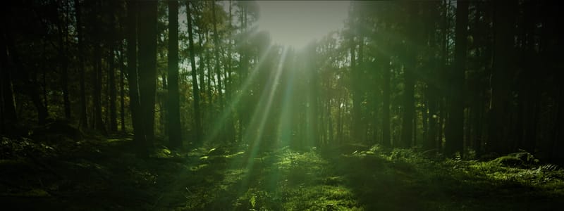 mystiek in het Noordlaarderbos