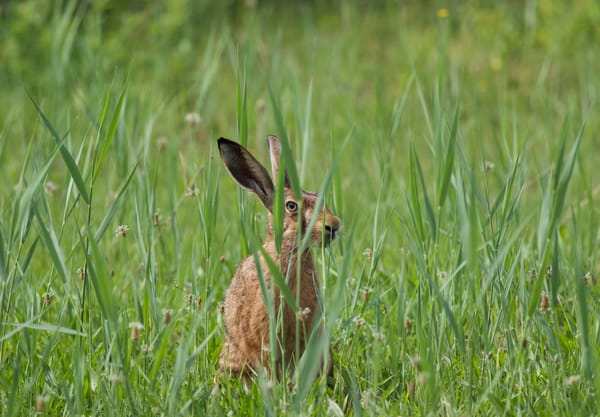 Haas in het gras