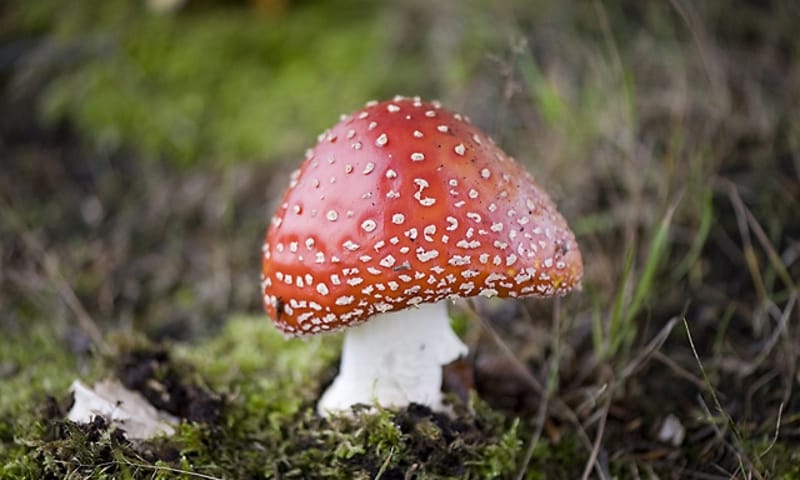 Vliegenzwam Natuurmonumenten