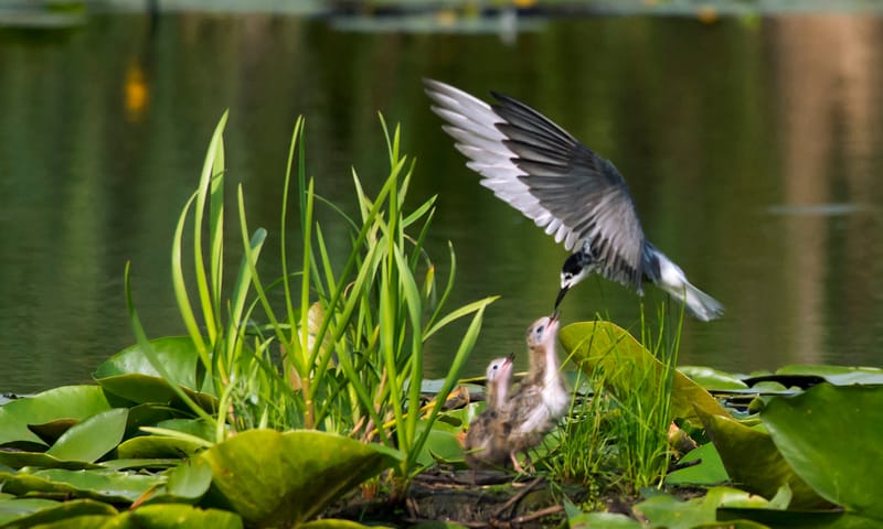Varen naar vogelparadijs de Pot