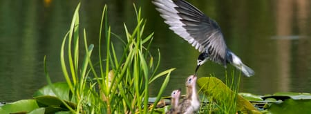 Varen naar vogelparadijs de Pot